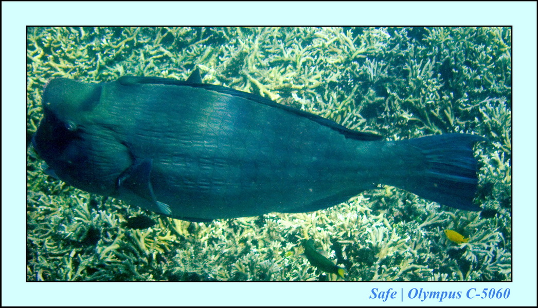 2008 - 07 - Redang - 040